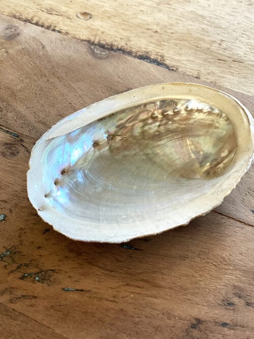 abalone schelp