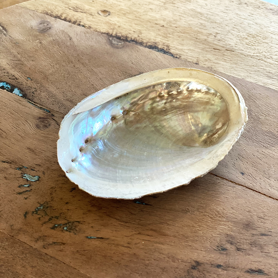 abalone schelp