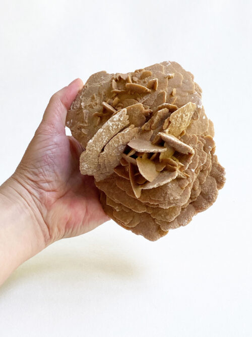 Woestijnroos nr 2