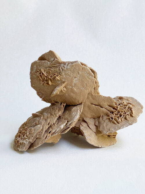 Woestijnroos nr 3