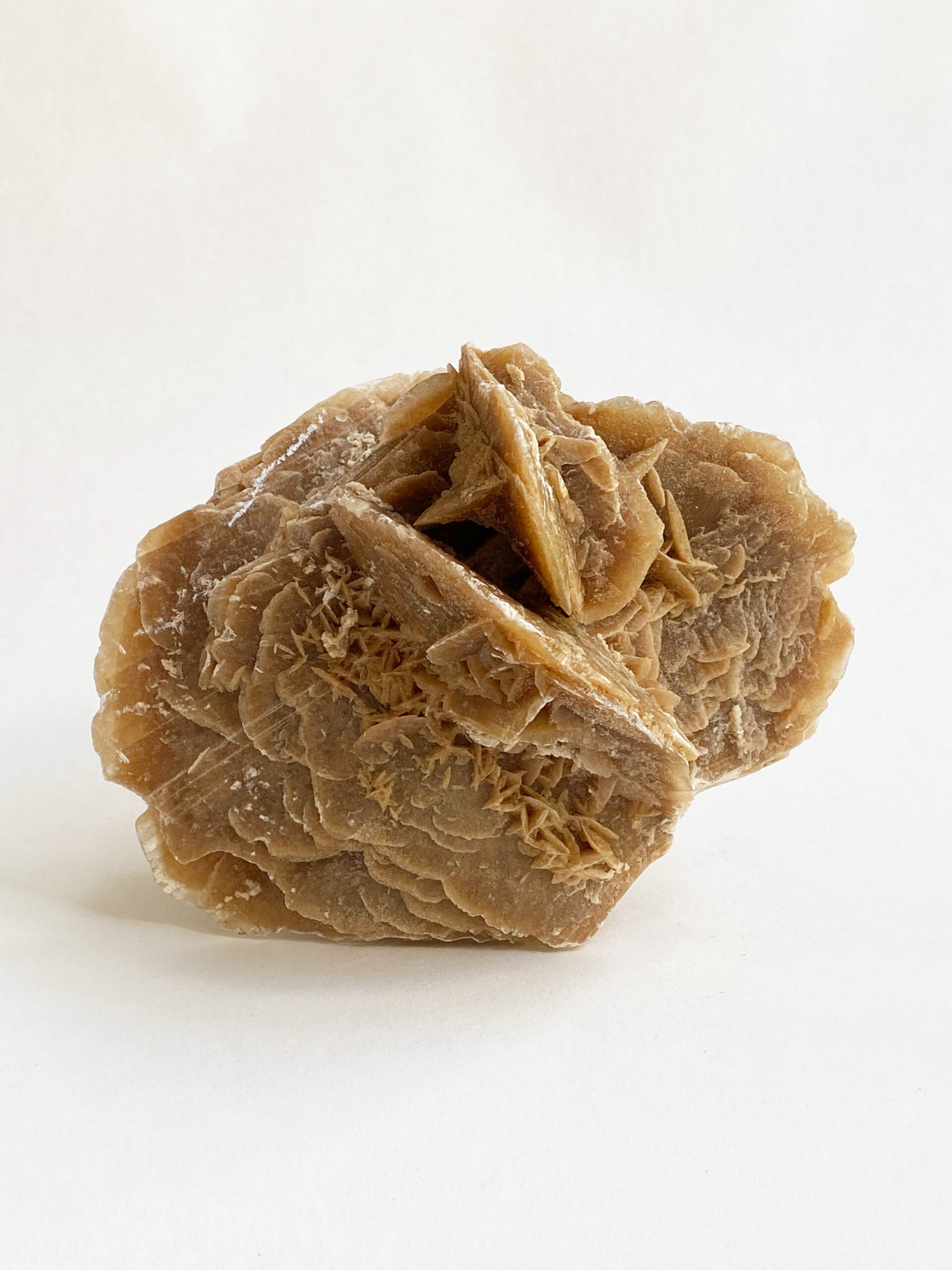 Woestijnroos nr 4